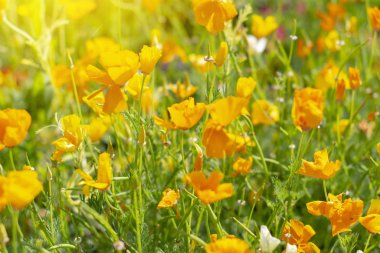 Güneşli bir yaz gününde Kaliforniya haşhaş tarlası.
