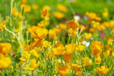 Güneşli bir yaz gününde Kaliforniya haşhaş tarlası.