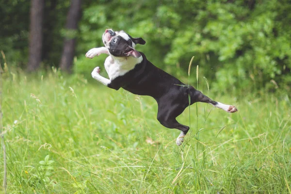 Dog breed Boston Terrier in flight from jumping outdoors in the Park in the summer.