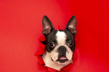 Köpek ırkıBoston Terrier başkanı kırmızı kağıt bir delik dışarı gözetleme. Yaratıcı. Minimalizm.