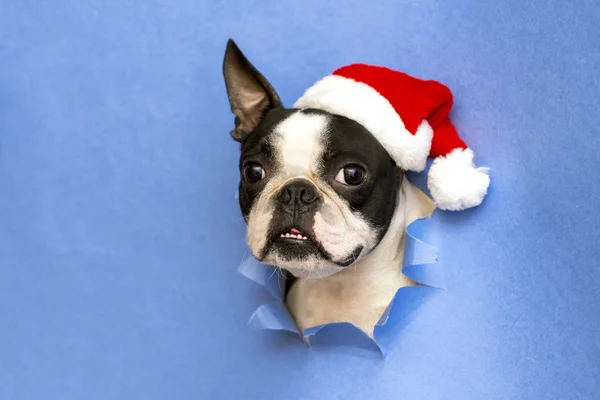 Köpek ırkı Boston Terrier başkanı Santa Claus.Creative şapka mavi kağıt bir delik ile bakar. Minimalizm. Yeni yıl konsepti.
