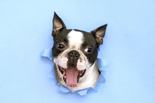 Köpek ırkıBoston Terrier başkanı mavi kağıt bir delik dışarı gözetleme. Yaratıcı. Minimalizm.