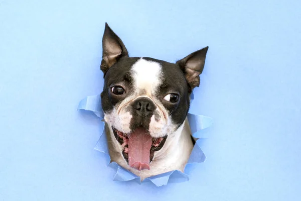 Το κεφάλι του σκύλου φυλή Boston τεριέ κρυφοκοιτάζει μέσα από μια τρύπα στο μπλε χαρτί. Δημιουργική. Μινιμαλισμό. Εικόνα Αρχείου