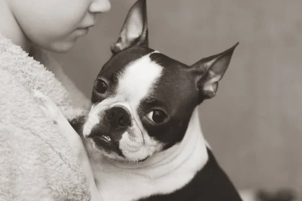 Çocuk önemser, seviyor ve şefkatle onun sadık arkadaşı Boston Terrier köpek kucaklar. Siyah beyaz fotoğraf.