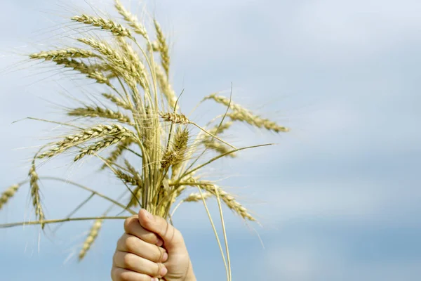 Man\'s hand raised up with a wheat plant against a blue clear sky.