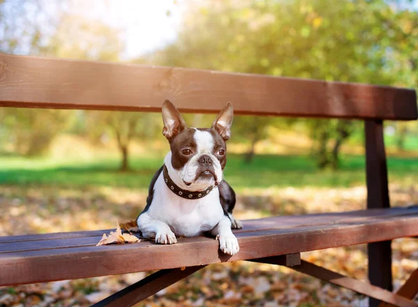 A Boston Terrier dog lies on a wooden bench in a Park in beautiful nature on a Sunny, clear autumn day.