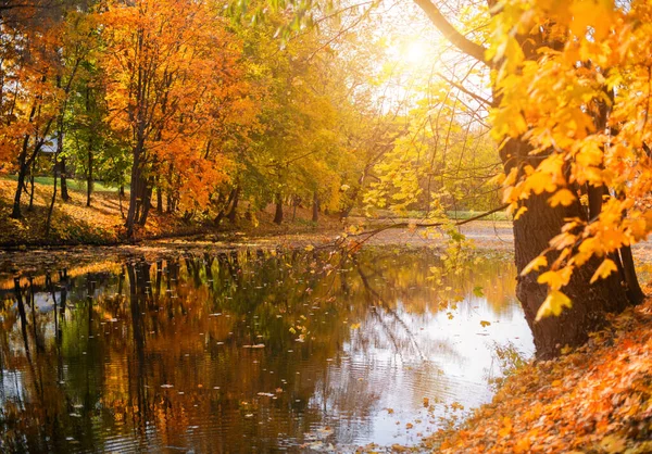 Autumn Golden forest nature, forest lake with water view. Nature of the Golden forest.