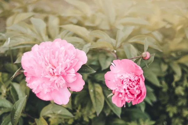 Bahçedeki pembe şakayık çiçeği