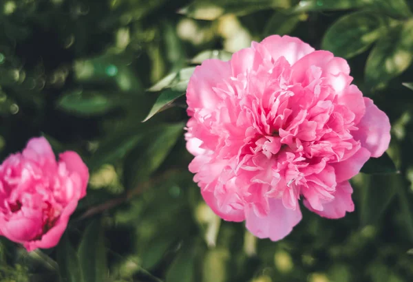 Bahçedeki pembe şakayık çiçeği