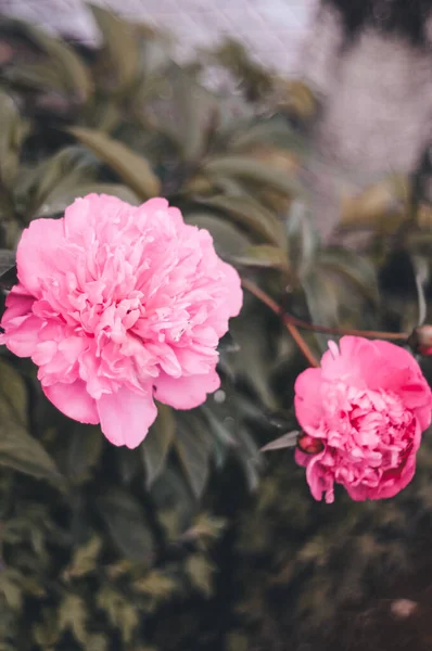 Bahçedeki pembe şakayık çiçeği