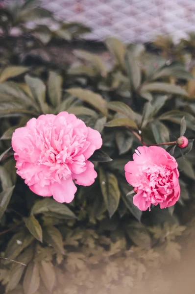 Bahçedeki pembe şakayık çiçeği