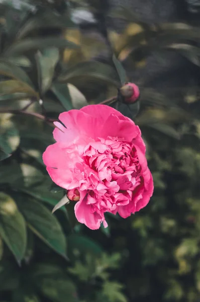 Bahçedeki pembe şakayık çiçeği