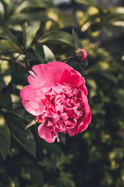 Bahçedeki pembe şakayık çiçeği