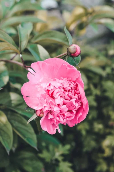 Bahçedeki pembe şakayık çiçeği