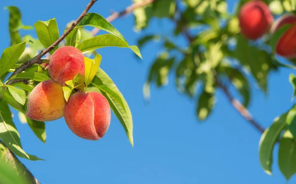 Сладкие Персиковые Плоды Созревают Ветке Персикового Дерева Саду Голубой Фон — стоковое фото