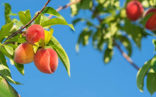 Söt Persika Frukt Mognar Persiko Trädgren Trädgården Blå Himmel Bakgrund — Stockfoto