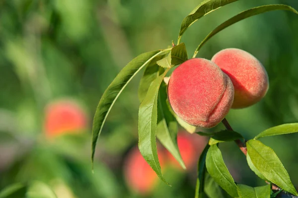 在花园里的桃树树枝上成熟的水蜜桃香甜 — 图库照片