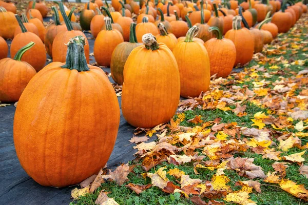 Pumpor Till Salu Pumpkin Patch Höst Färgglada Löv Förgrunden — Stockfoto