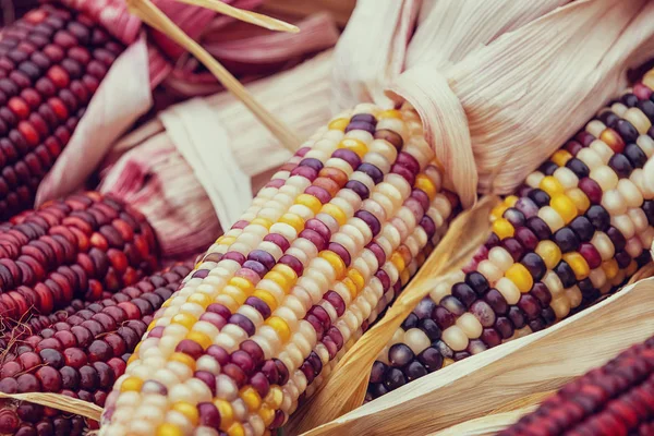Closeup of Indian Corn at farmers market in autumn