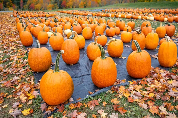 Calabazas Venta Parche Calabaza Otoño Coloridos Árboles Otoño Fondo — Foto de Stock