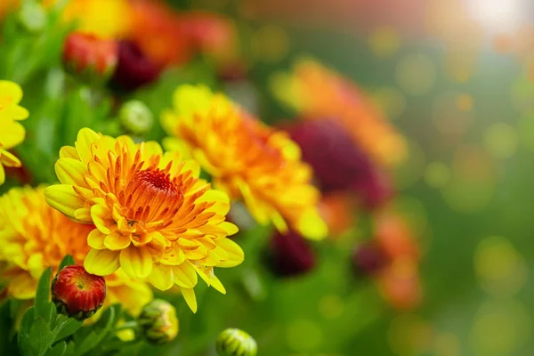 Herbst Blühen Gelbe Und Rote Mutter Oder Chrysanthemenblüten Kopierraum — Stockfoto