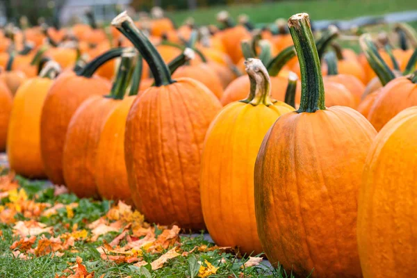 Wiersz Dynie Sprzedaż Pumpkin Patch Jesienią Jesienne Liście Pierwszym Planie — Zdjęcie stockowe