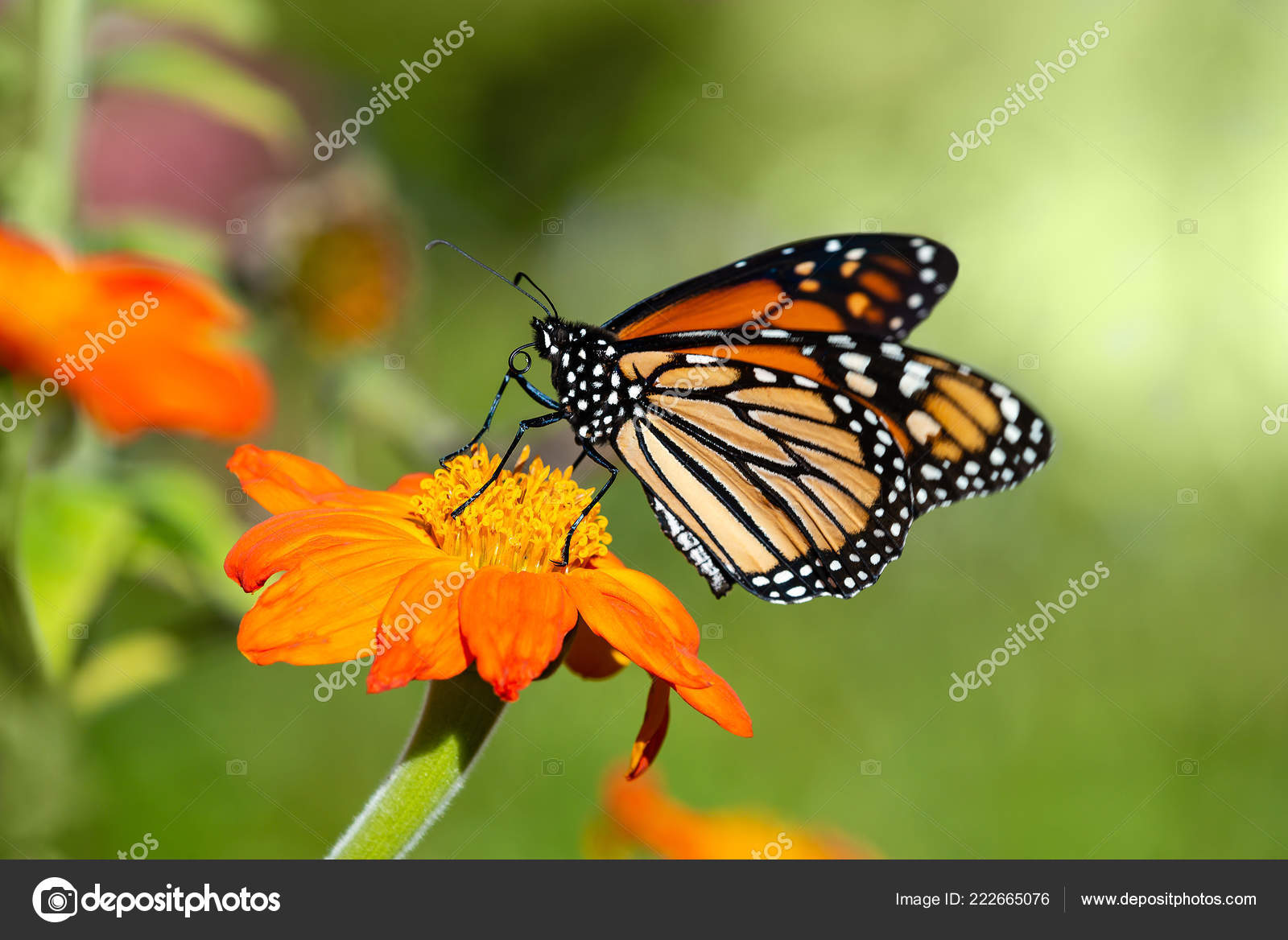 Monarchfalter Danaus Plexippus Futterung Auf Mexikanische Sonnenblume Stockfoto C Krisrobin 222665076