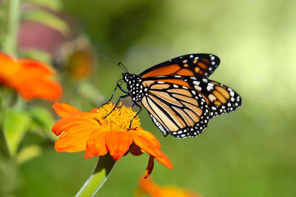 Monarch Butterfly Danaus Plexippus Karmienie Meksykański Słonecznik — Zdjęcie stockowe