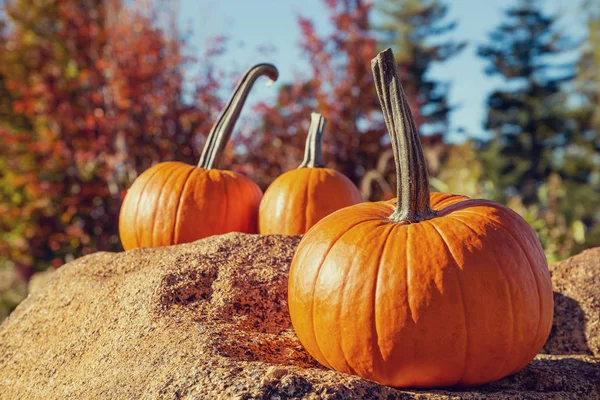 つのカボチャが美しい晴れた秋の日に岩の上に表示されます バック グラウンドでカラフルな紅葉紅葉 — ストック写真