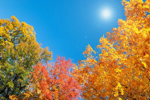 Golden Orange Och Rött Bladverk Tree Top Höstlöv Mot Soliga — Stockfoto