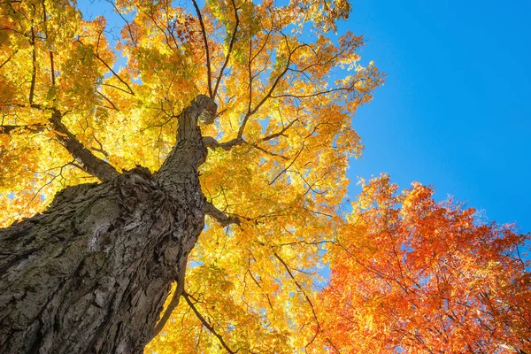 Vista Hacia Arriba Arce Grande Con Hojas Follaje Otoño Color — Foto de Stock