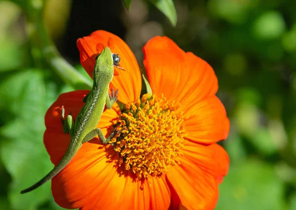 绿色的 Anole Carolina Anole 蜥蜴以墨西哥向日葵为食 嘴里有一只苍蝇 — 图库照片