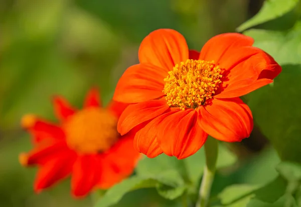 Mexican Sunflowers Tithonia Rotundifolia Blooming Garden Natural Green Background — Stock Photo, Image