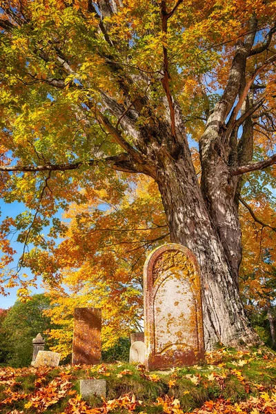 秋の墓地に大きな木の横にある古い墓石美しい秋の紅葉と地面に落ちた葉 — ストック写真