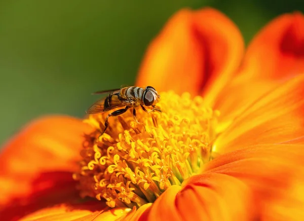 Blomma Flyga Samlande Pollen Eller Nektar Mexikanska Solros Närbild Naturlig — Stockfoto