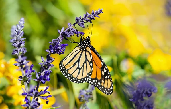 Mariposa Monarca Danaus Plexippus Alimentándose Flores Salvia Azul Jardín Otoño —  Fotos de Stock