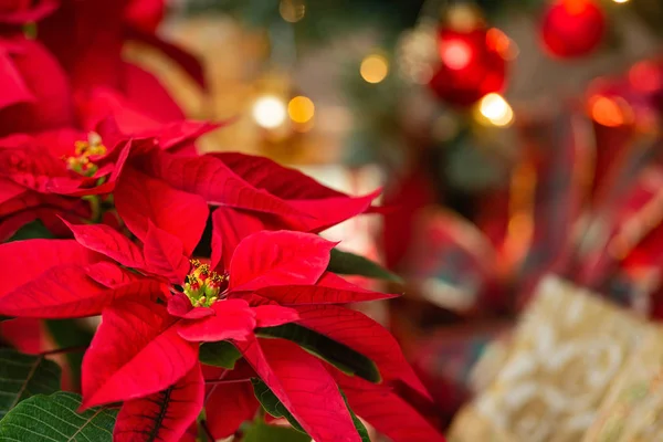 Bela Poinsettia Vermelha Euphorbia Pulcherrima Flor Estrela Natal Fundo Festivo — Fotografia de Stock