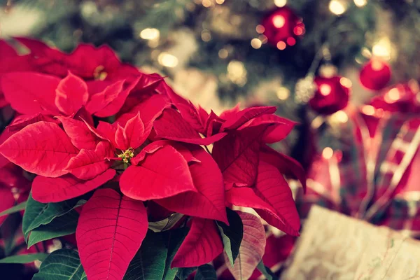 Hermosa Poinsettia Roja Euphorbia Pulcherrima Flor Estrella Navidad Fondo Festivo — Foto de Stock