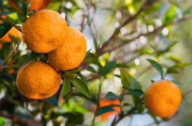 Mandalina narenciye meyve ağacı dalı üzerinde büyüyen (narenciye tangerina).