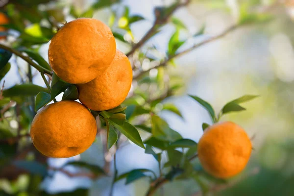 Agrumi Mandarini Citrus Tangerina Che Crescono Sul Ramo Dell Albero — Foto Stock