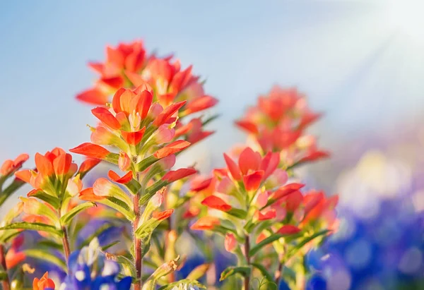 Hint boya fırçası kır çiçekleri Close-Up — Stok fotoğraf