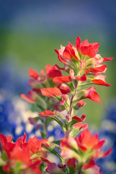 Hint boya fırçası kır çiçekleri Close-Up — Stok fotoğraf