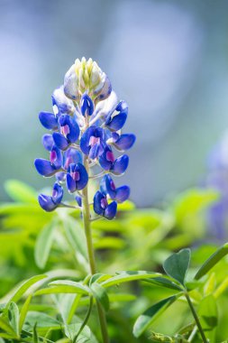 Texas ilkbaharda çiçek açan Bluebonnets (Lupinus texensis)