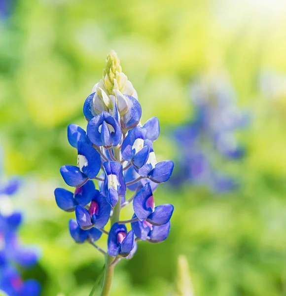 Exas Bluebonnets (Lupinus texensis) floraison au printemps — Photo