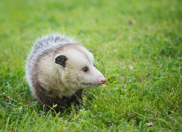 Virginia Opossum buscando comida en la hierba —  Fotos de Stock