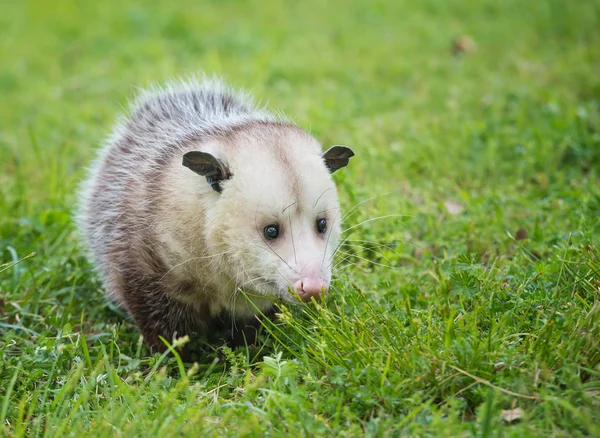 Virginia Opossum födosök för mat i gräs — Stockfoto