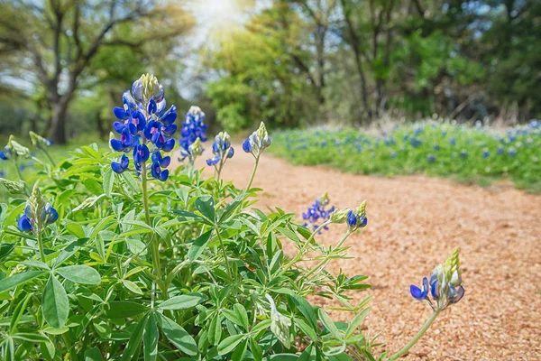 Texas Bluebonnets in fiore lungo un sentiero in primavera — Foto Stock