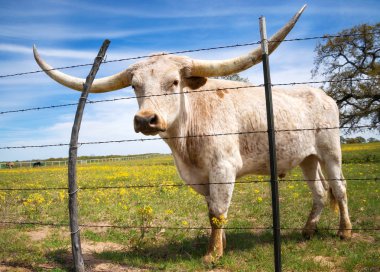 Texas longhorn bahar mera üzerinde