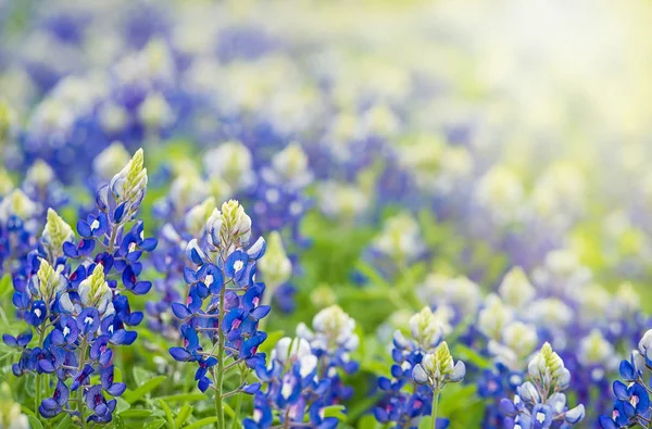 Texas ilkbaharda çiçek açan Bluebonnets (Lupinus texensis) — Stok fotoğraf