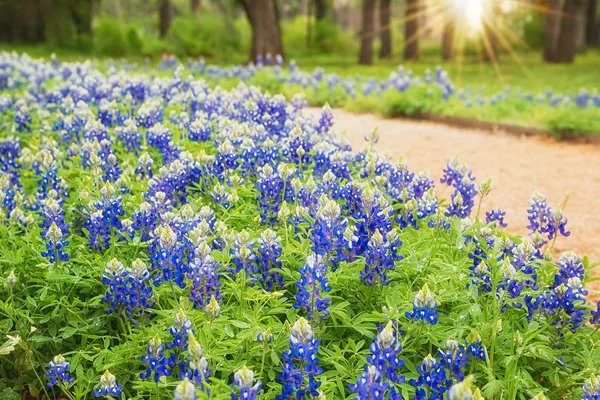 Bluebonnets de Texas floreciendo a lo largo de un sendero en primavera —  Fotos de Stock